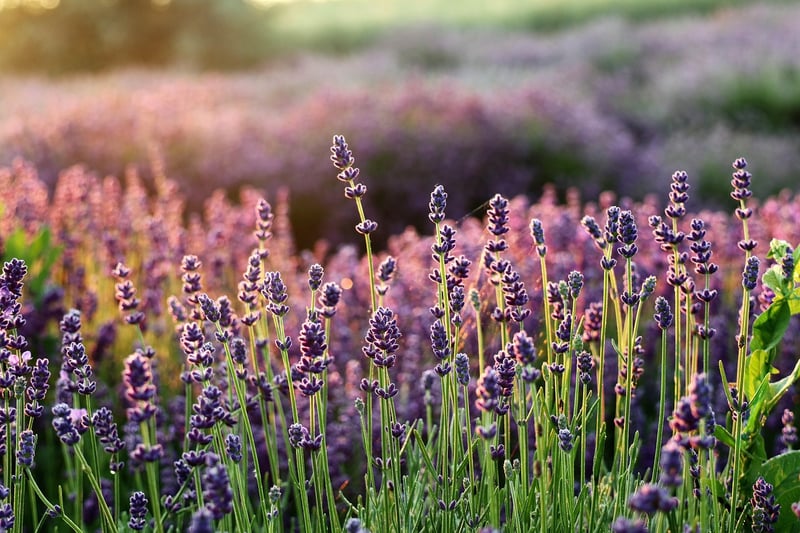 lavender essential oil
