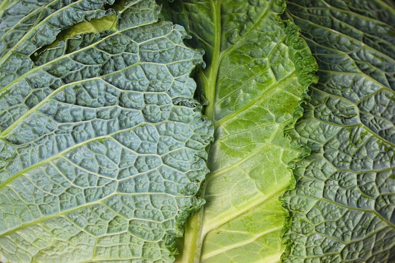 Spinach